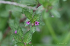 Cuphea carthagenensis